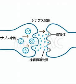 シナプス 画像 フリー に対する画像結果